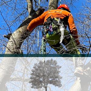 Coastland Tree Works