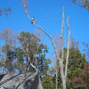Affordable Tree Removals