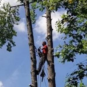 Affordable Treecare & Removal