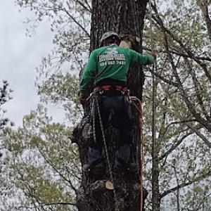 Lumberjacks Cutting Trees