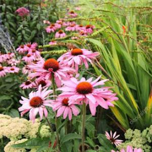 Jackaroo Landscape Consulting