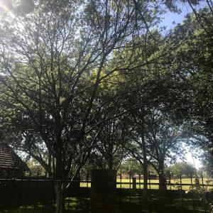 Tomcat's Tree Service