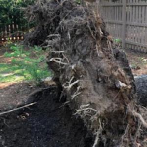 Montgomery Inc. Tree Service