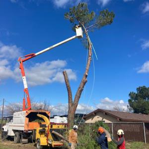 Vaqueros Tree Service