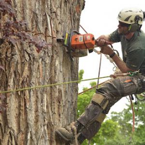 Arbor Plus – Tree Service in Salt Lake City