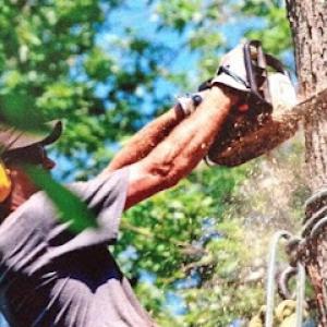 Suffern Tree Service