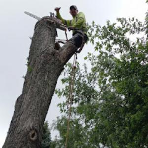 Pintillo tree service power washing