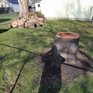 PRUNE tree care experts