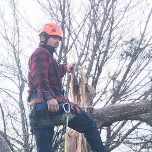 Mass Tree Service