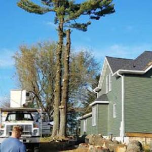 Back to Nature Tree Service