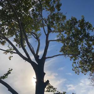 BG Tree Service