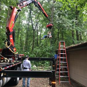 Livingston Tree Service