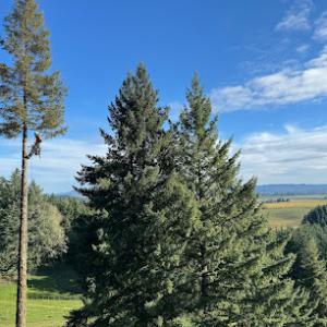 Associated Arborists