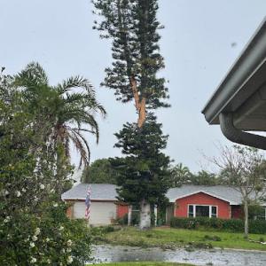 EAST COAST TREE PROFESSIONALS- ISA Certified Arborist - Tree Service Melbourne FL, Palm Bay FL, Merritt Island FL