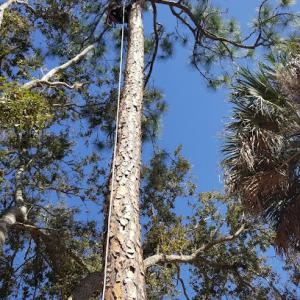 Palm Bay Tree Service