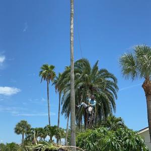 Oceanside Tree Service
