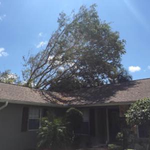 Clean Cut Tree Service & Stump Grinding