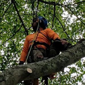 Notch Your Average Tree