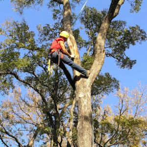 Palacios Tree Services