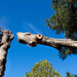 Milledgeville Tree Services