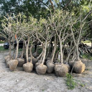 Native trees nursery