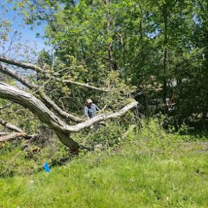 Saddle River Tree Service