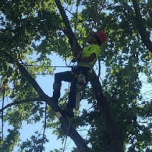 GTO Tree Service - Professional Tree Stump Removal & Trimming Service