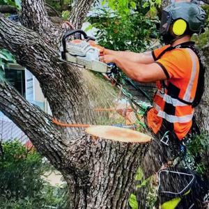 Des Moines Tree Service