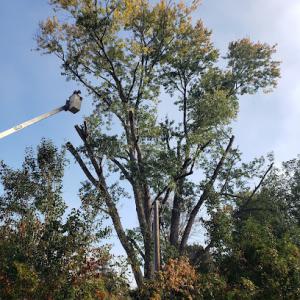 Grissom Tree Service