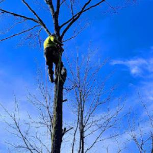 D&J Tree & Landscaping