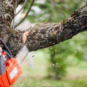 Langford Tree Service