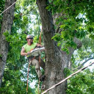 Dubois Tree Service