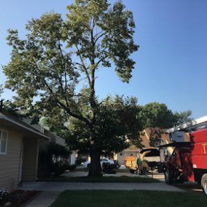 Ken's Tree Service or Kens Tree Care