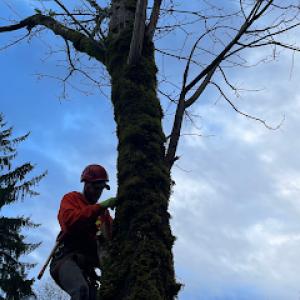 Baxter's Tree Service