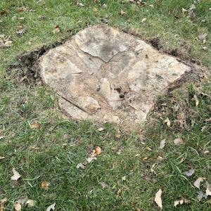 DeJong Stump Grinding