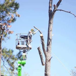 Pro Trim Tree Service