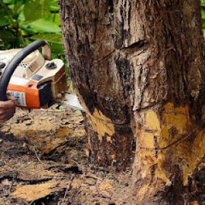 Mr D's Tree & Landscaping Service