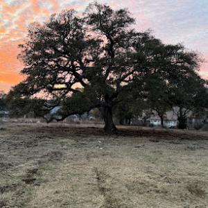 Tony's Turf Landscape & Lawn Care