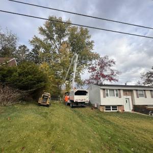 Solid Oak Tree Service