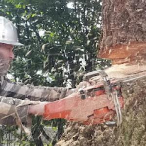 Carlson Tree Care