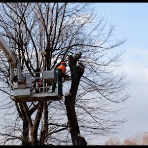 Tree Service Provo