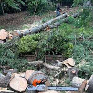 Improving Trees & landscaping services