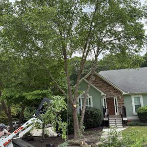 Freedom Tree Services