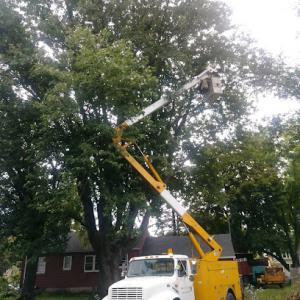 Jw Johns Tree Services