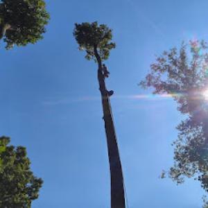 Arbortech Tree Services