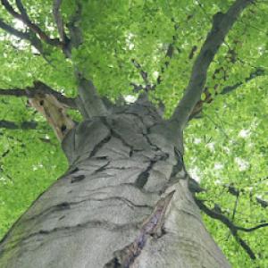 Creamer's Tree Service