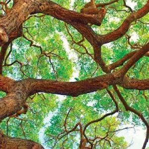 Arbornault Tree Care