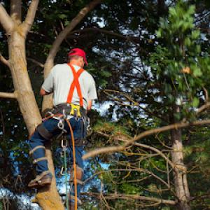 Mike's Tree Service