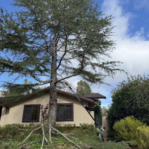 Green's Tree Service