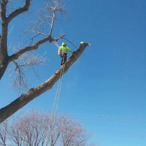 Mn Tree Service